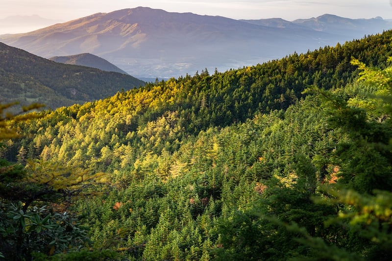 Mountains and forest