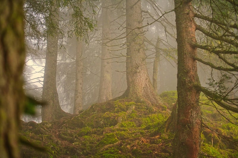 Misty forest road